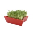 Red sprouter