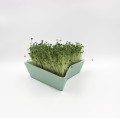 Mint sprouter