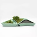 Mint sprouter