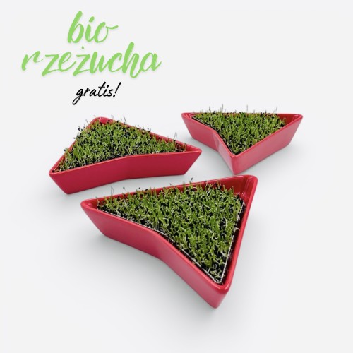 Trzy czerwone kiełkowniki